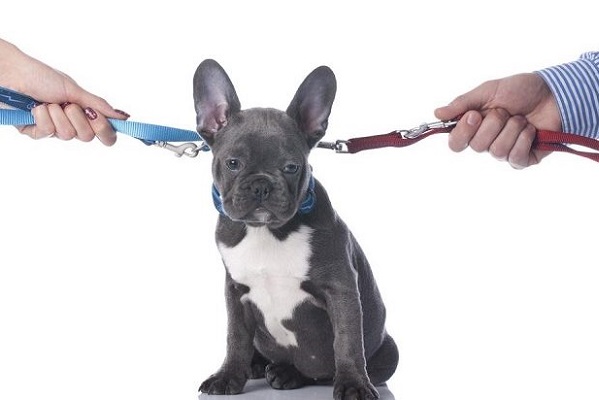 Guarda compartilhada de animais pode virar lei, mas já é tendência